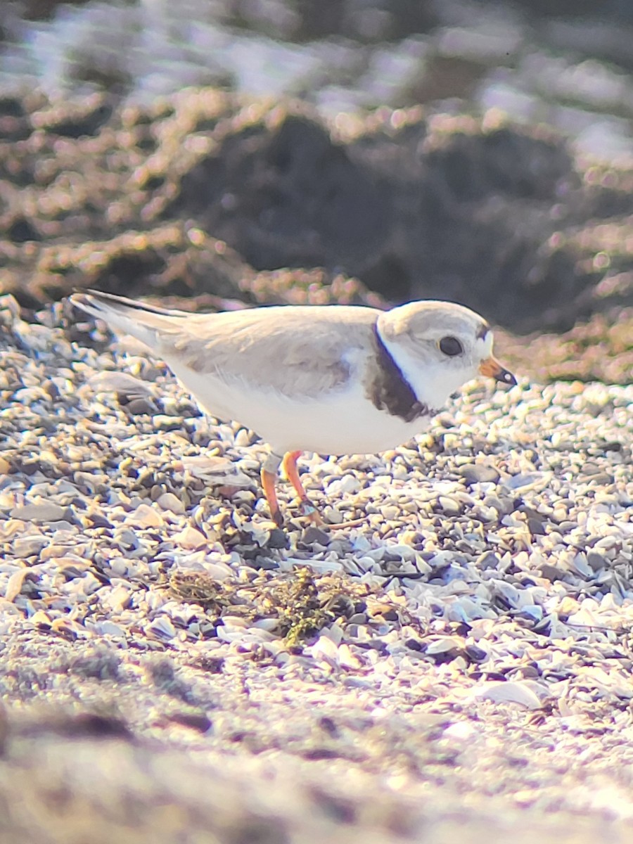 Piping Plover - ML621219008