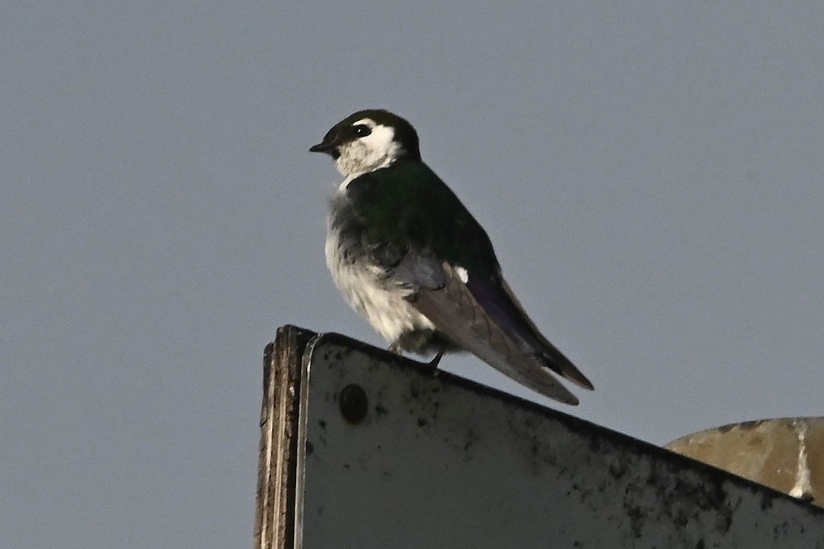 Violet-green Swallow - ML621219012