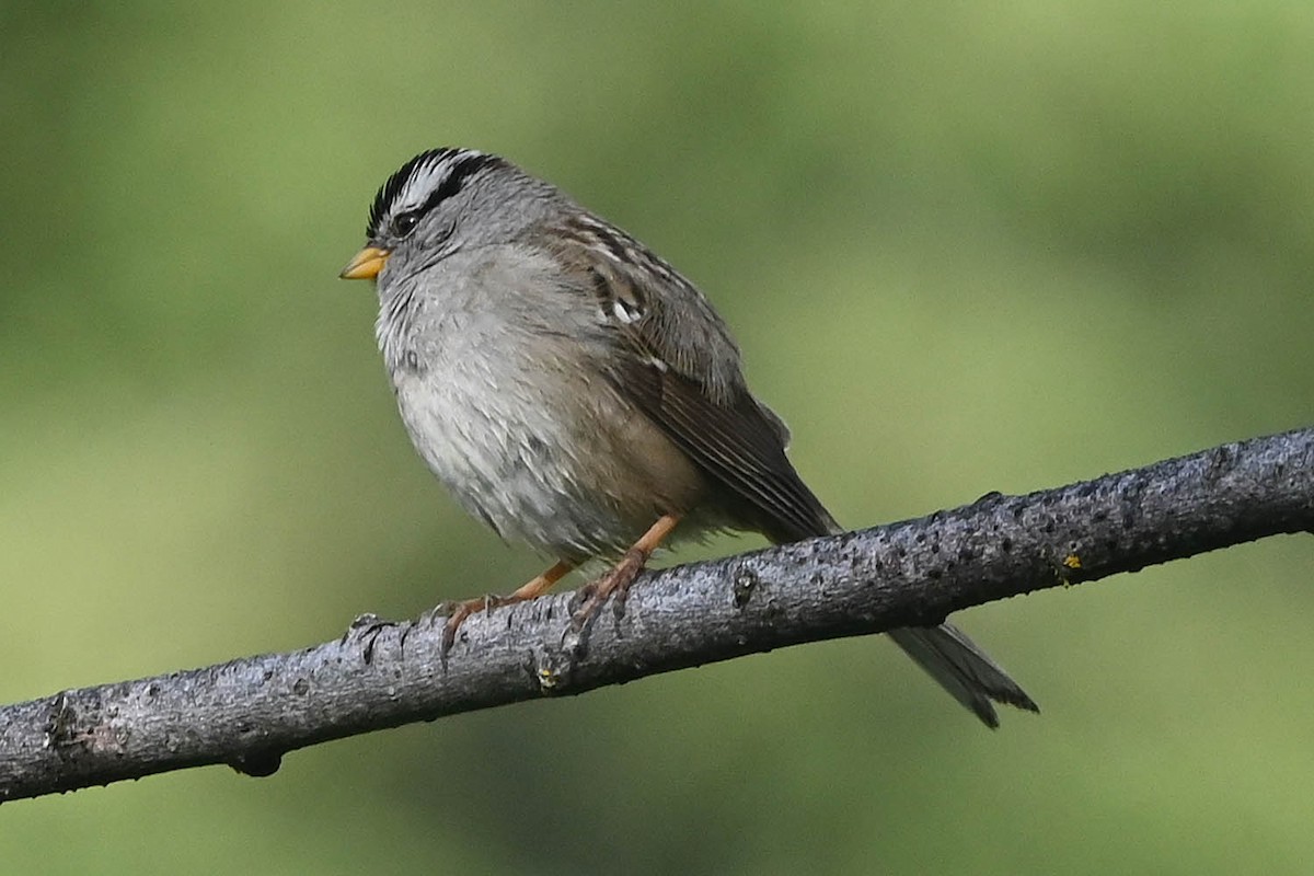 White-crowned Sparrow - ML621219020