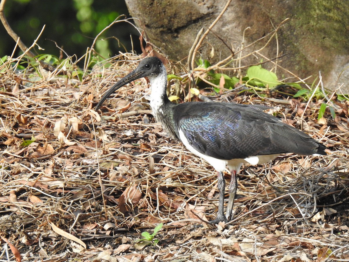 ibis slámokrký - ML621219069