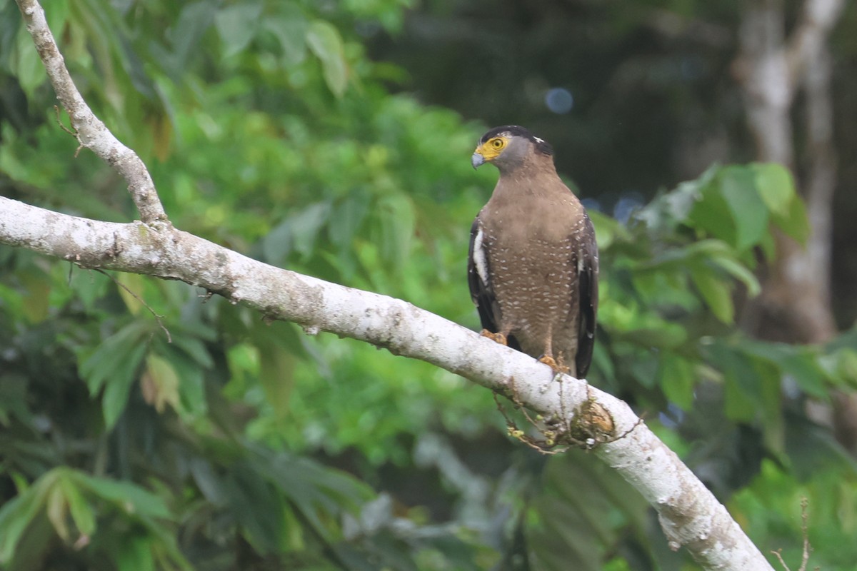 Crested Serpent-Eagle - ML621219070