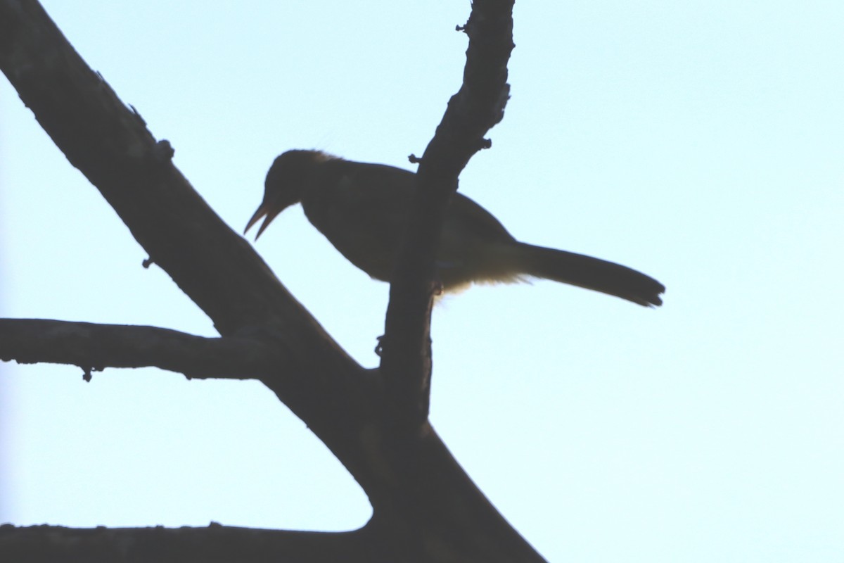 Bulbul de Camiguín - ML621219077