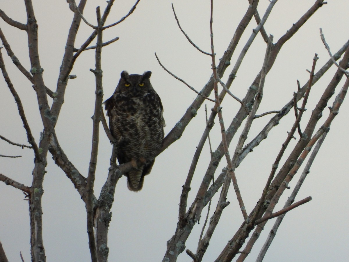 Great Horned Owl - ML621219144