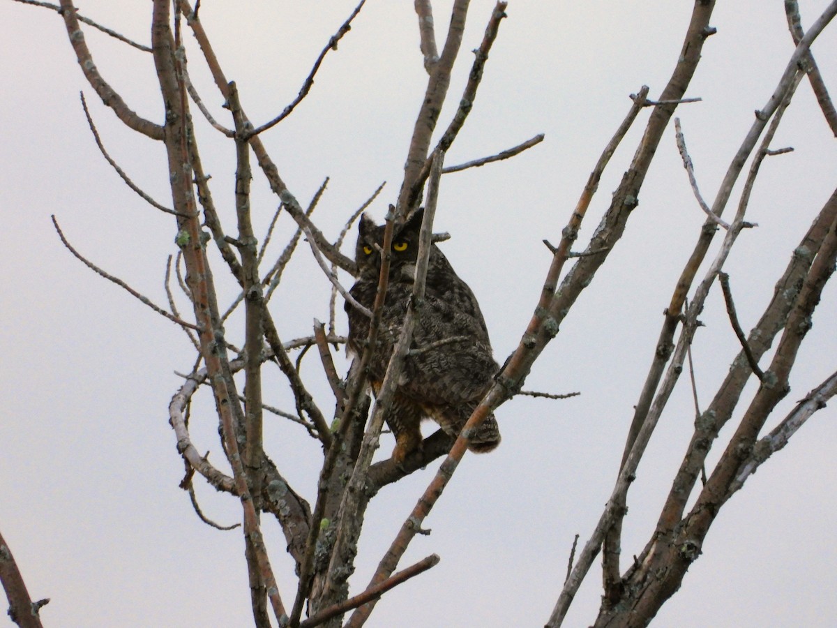 Great Horned Owl - ML621219145