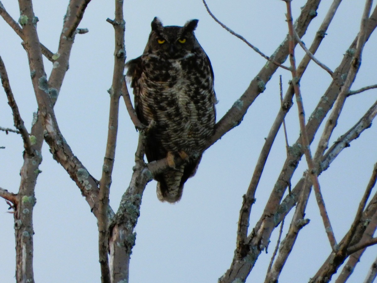 Great Horned Owl - ML621219146