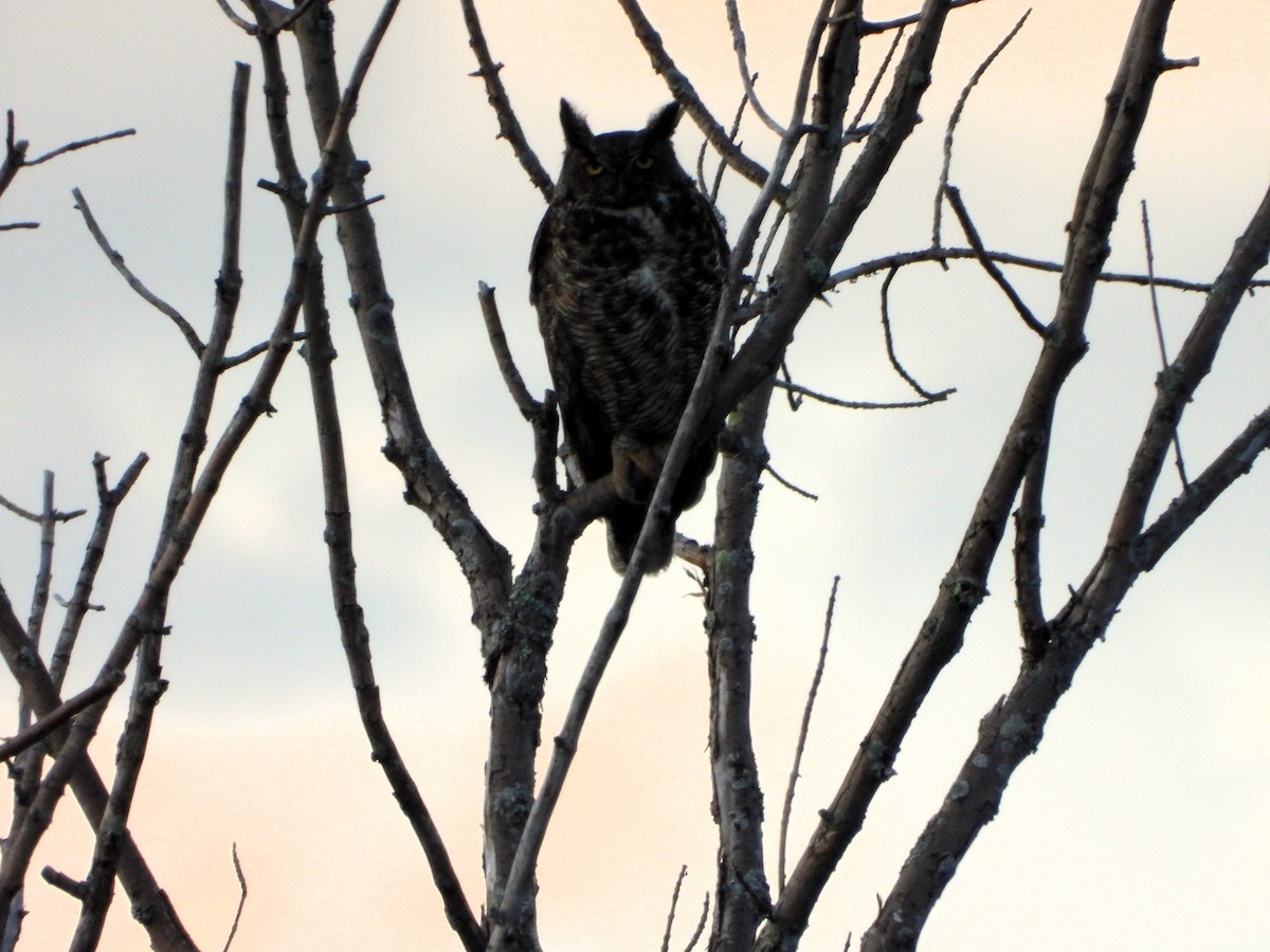 Great Horned Owl - ML621219147