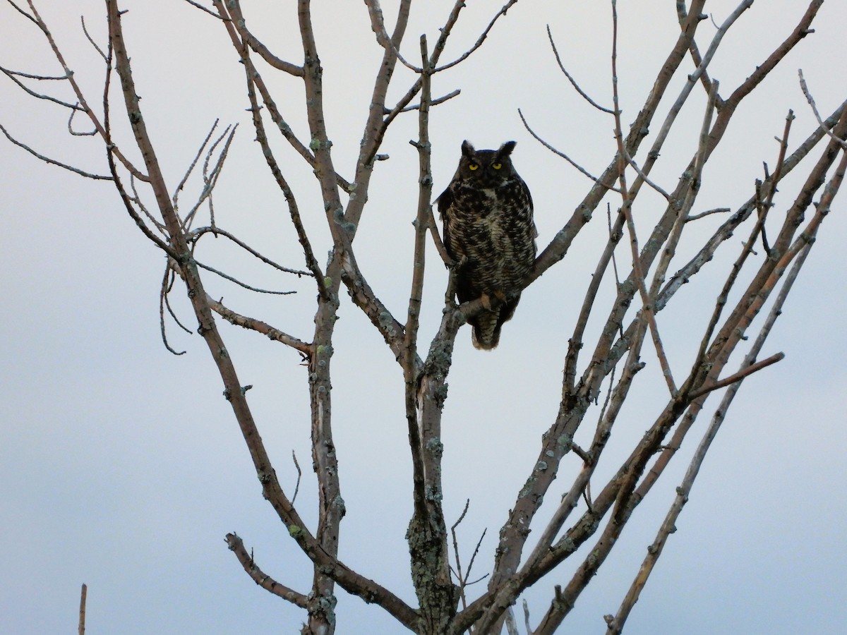 Great Horned Owl - ML621219148