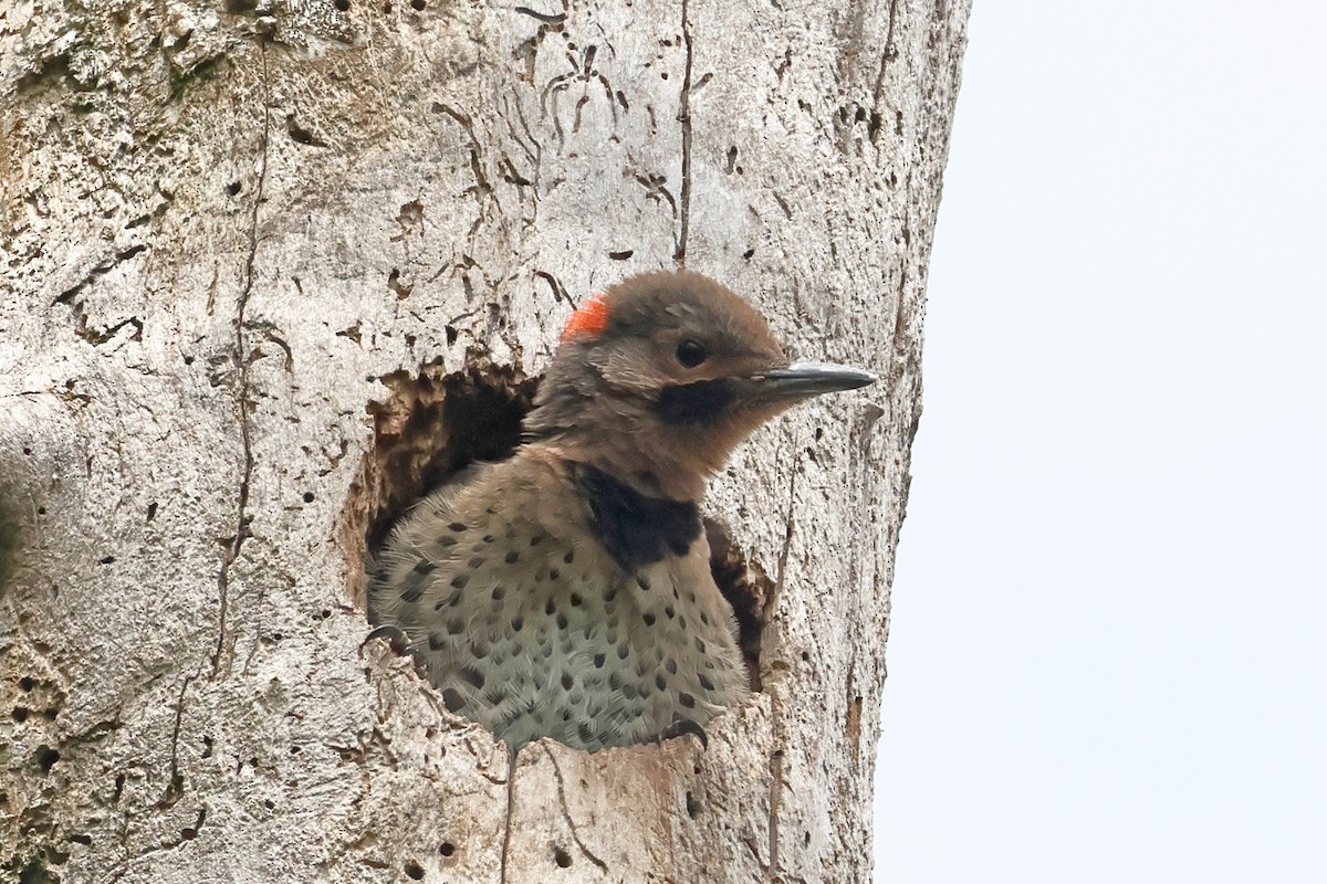 Northern Flicker (Yellow-shafted) - ML621219183