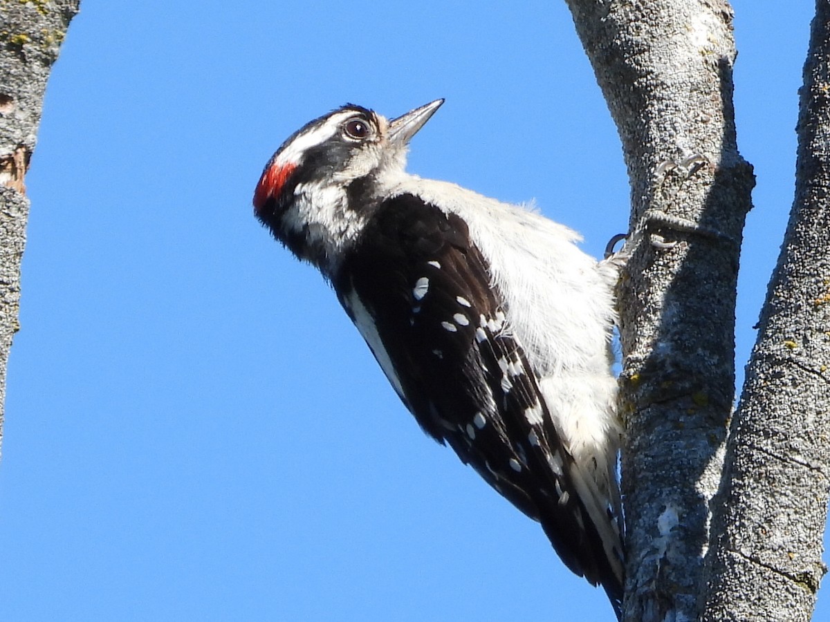 Downy Woodpecker - ML621219191