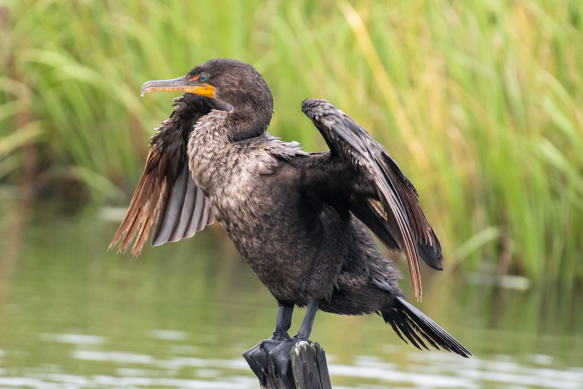 Double-crested Cormorant - ML621219194