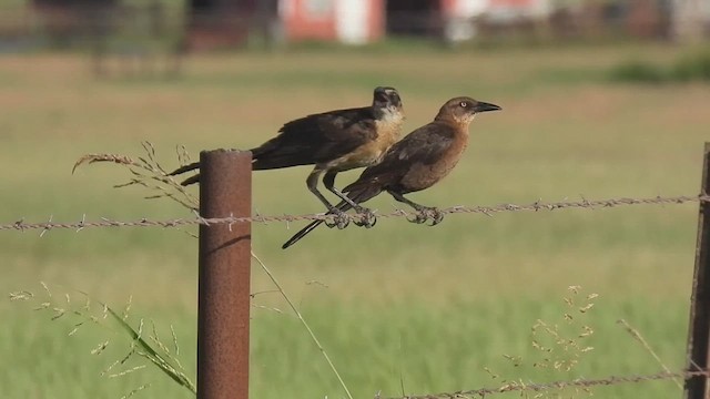 Great-tailed Grackle - ML621219262