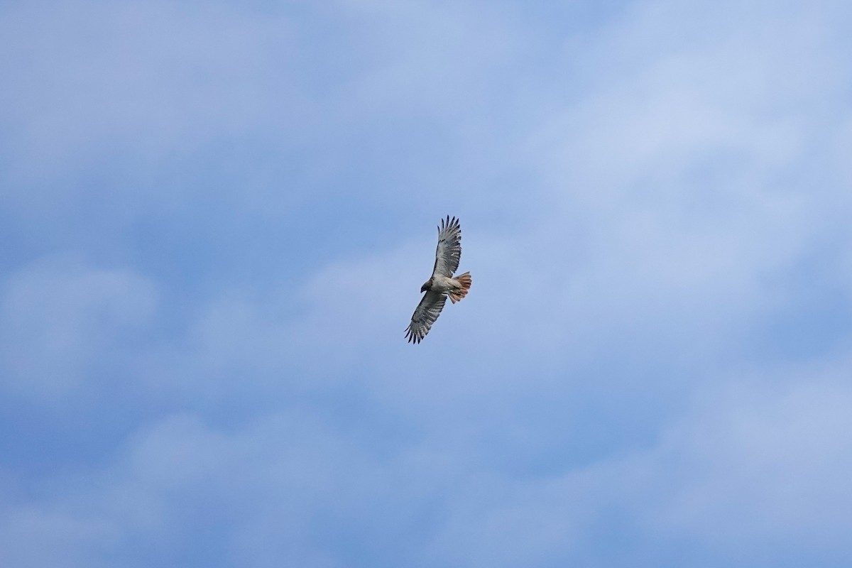 Red-tailed Hawk - ML621219282