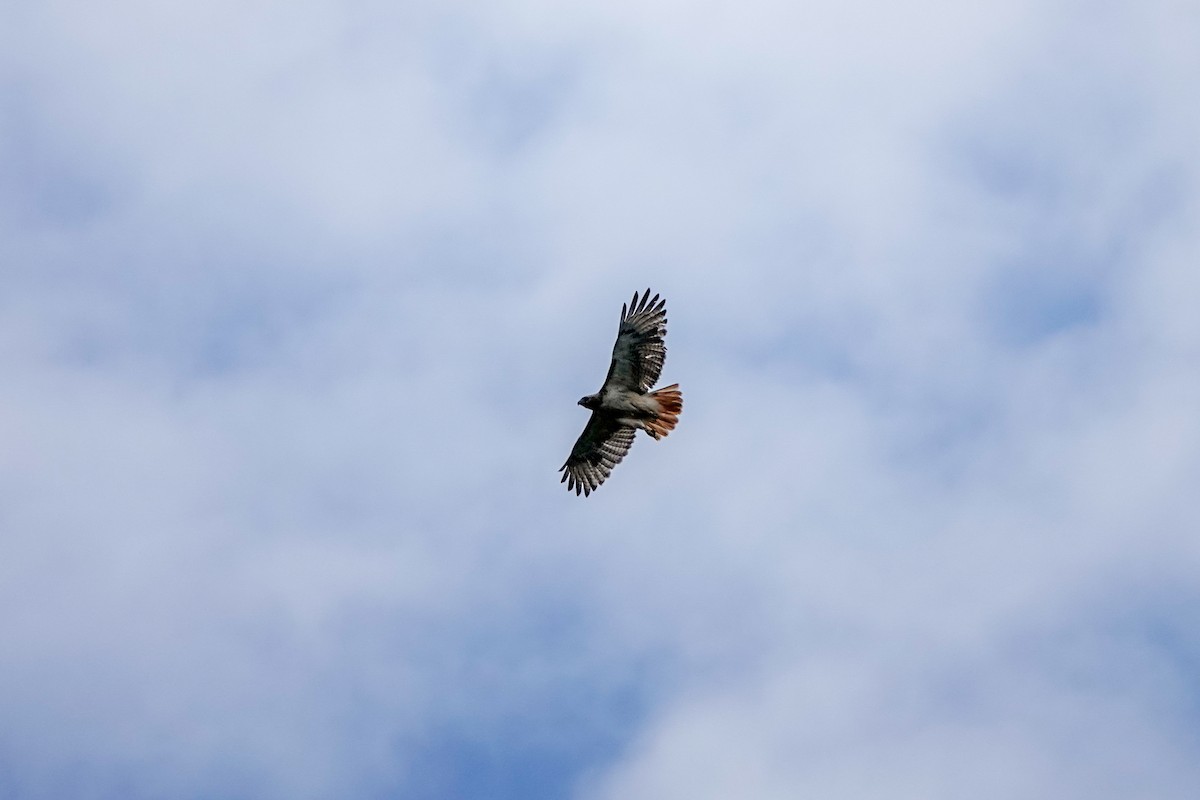 Red-tailed Hawk - ML621219283