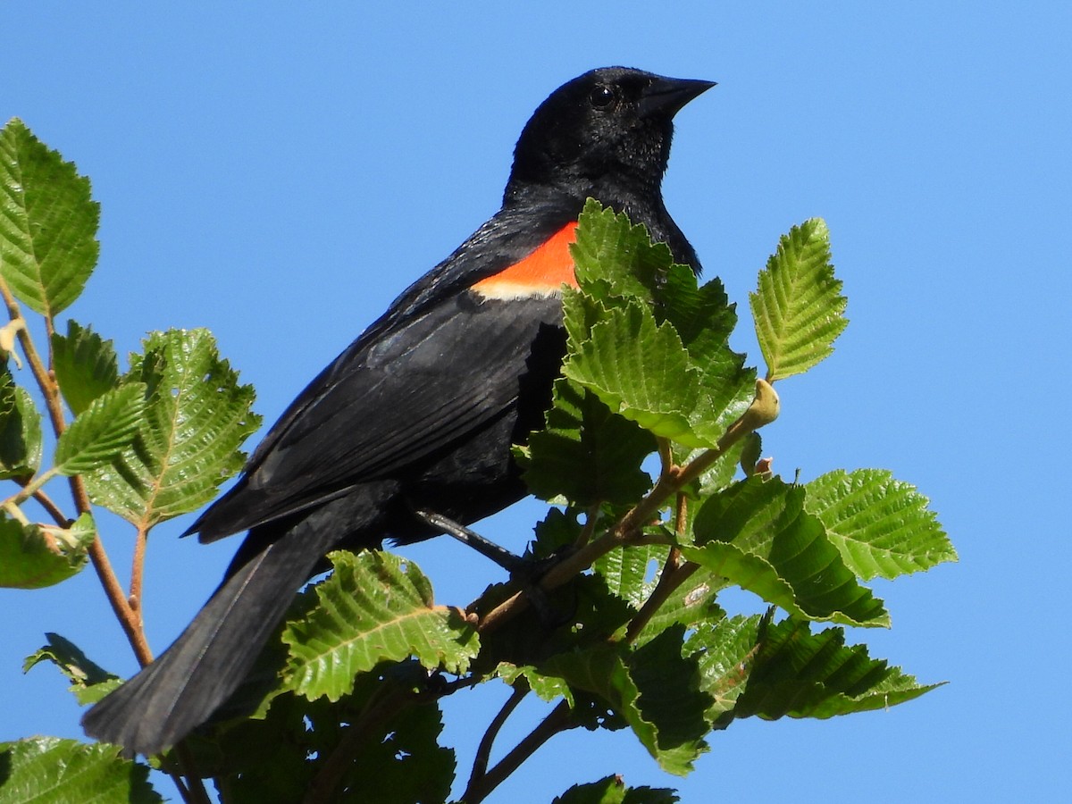 Red-winged Blackbird - ML621219285