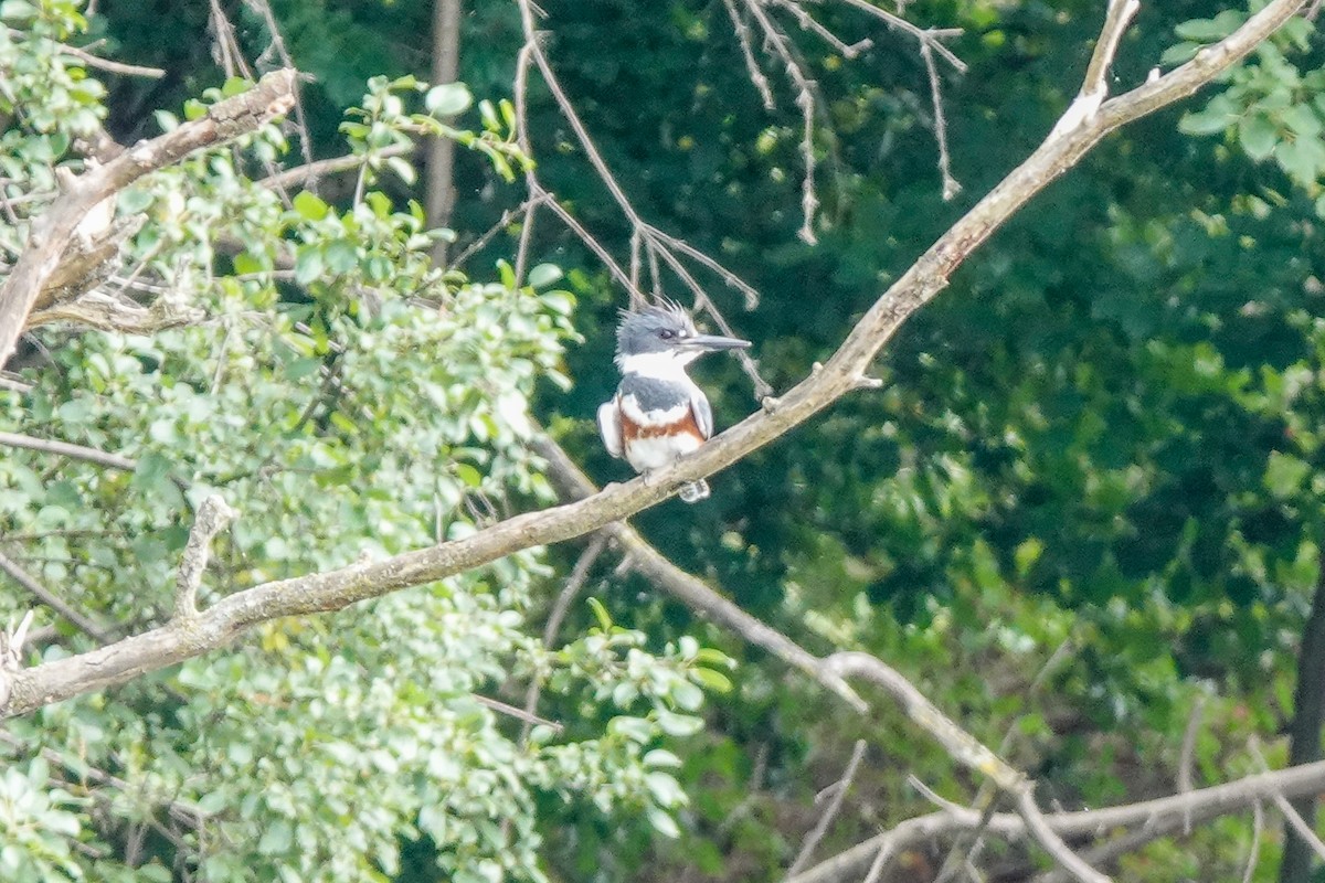 Belted Kingfisher - ML621219289