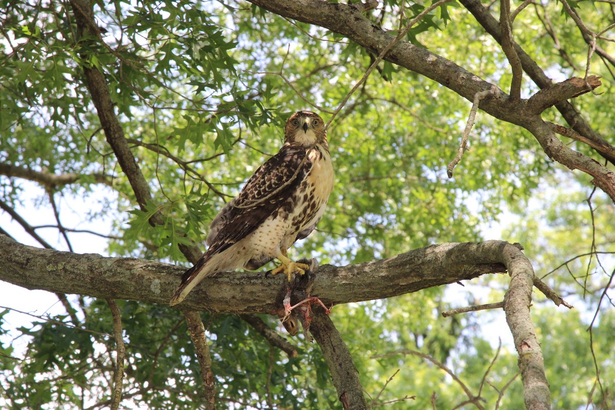 Red-tailed Hawk - ML621219296