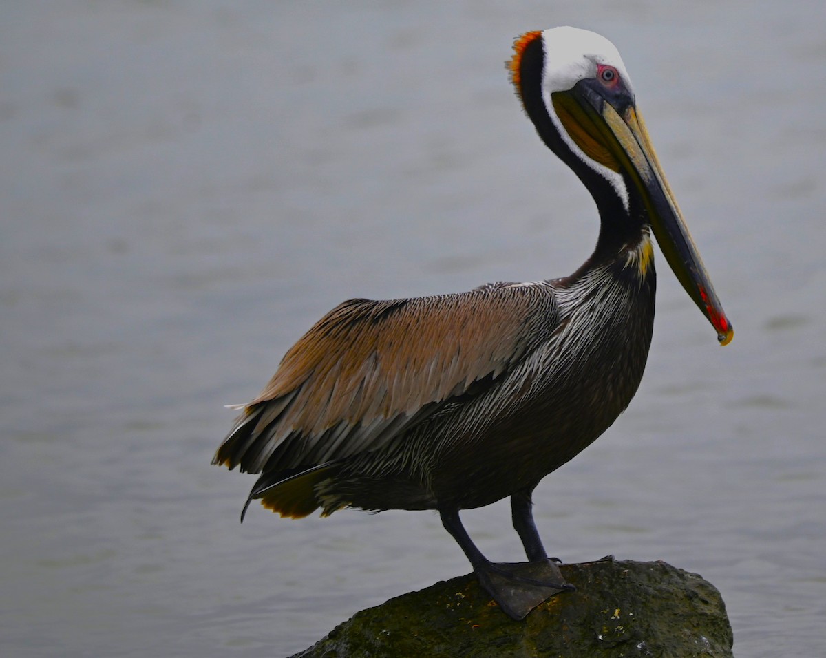 pelikán hnědý - ML621219308