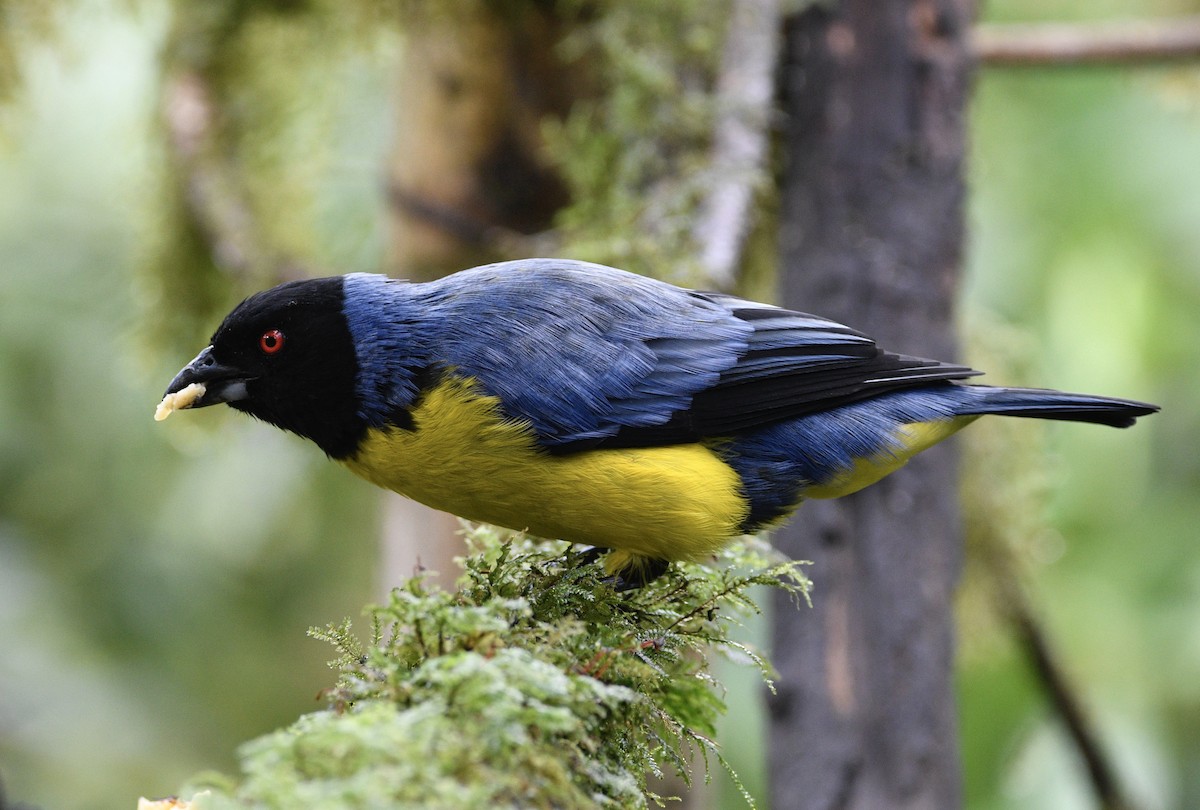 Hooded Mountain Tanager - ML621219349