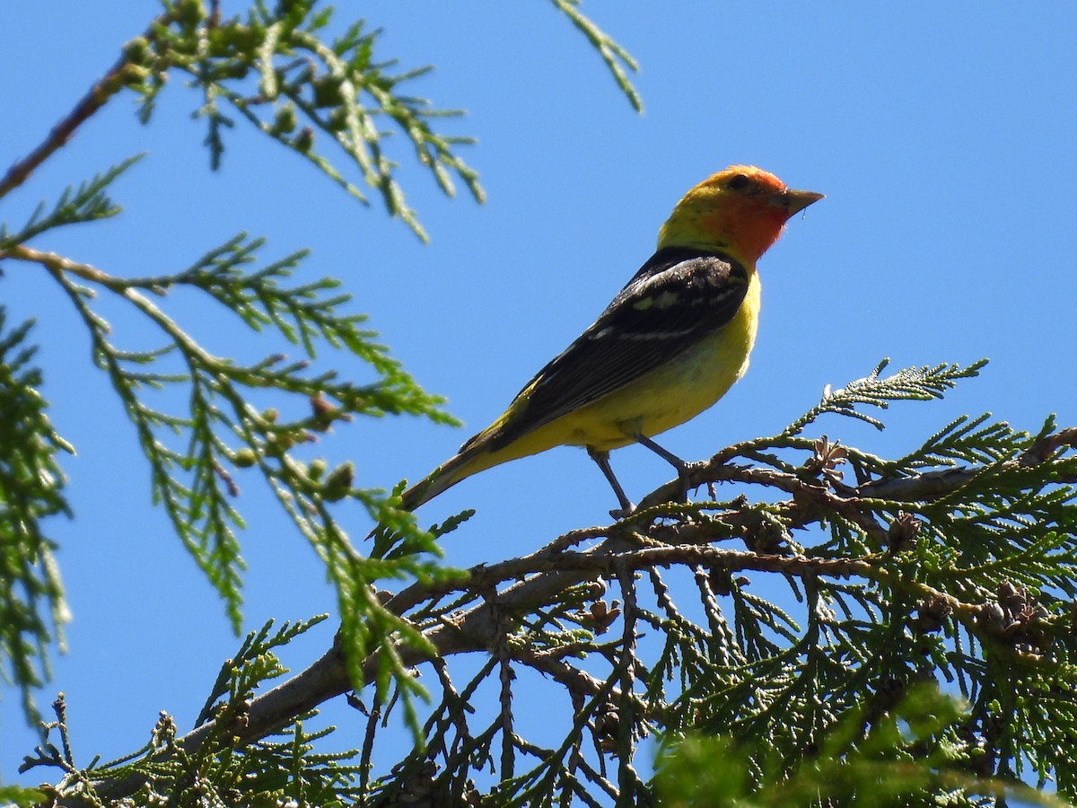 Western Tanager - ML621219356