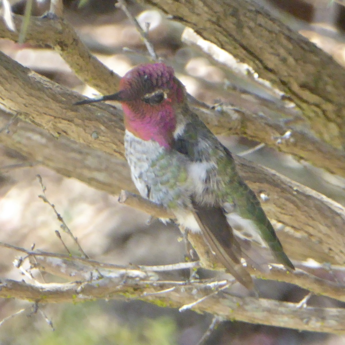 Anna's Hummingbird - ML621219359
