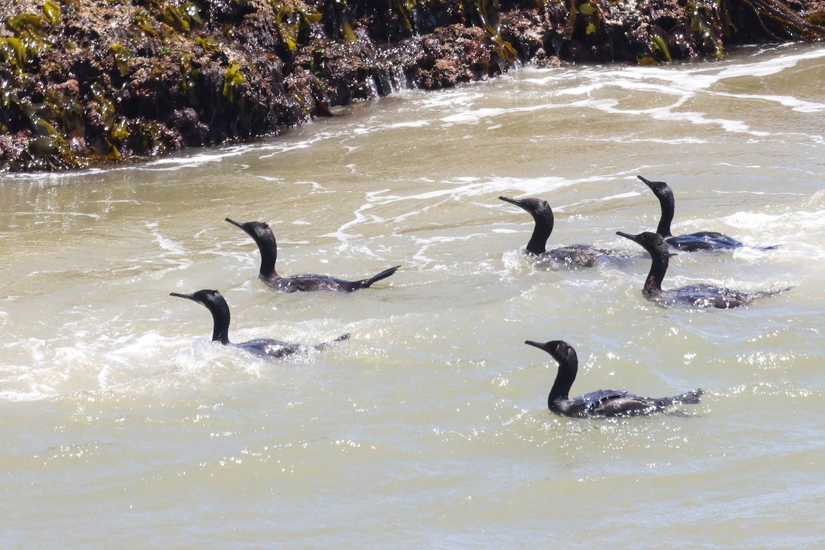 Brandt's Cormorant - ML621219375