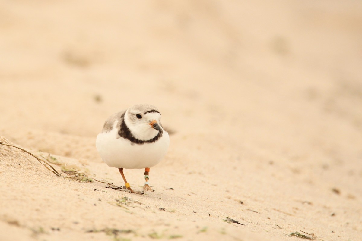 Piping Plover - ML621219420