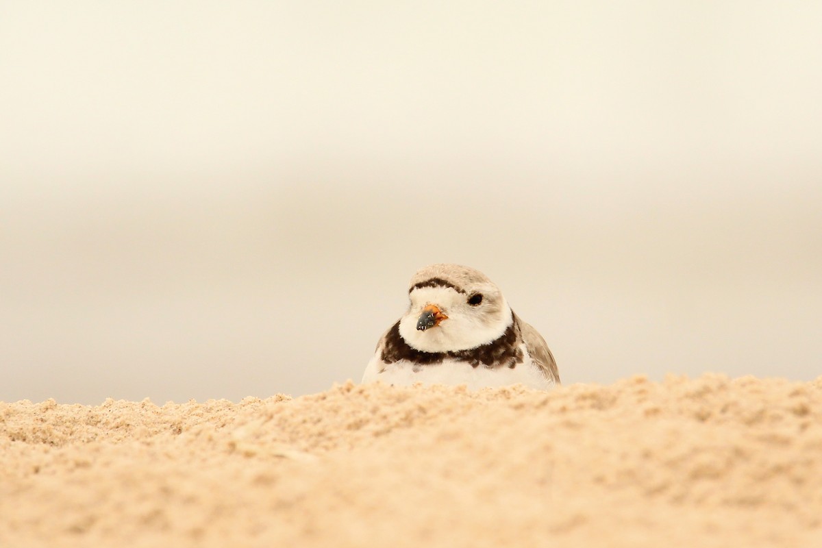 Piping Plover - ML621219421
