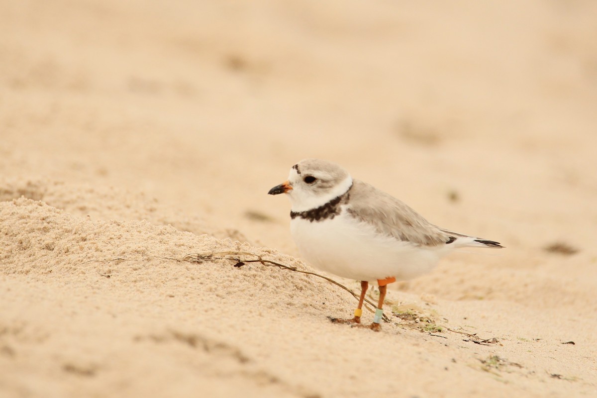 Piping Plover - ML621219422