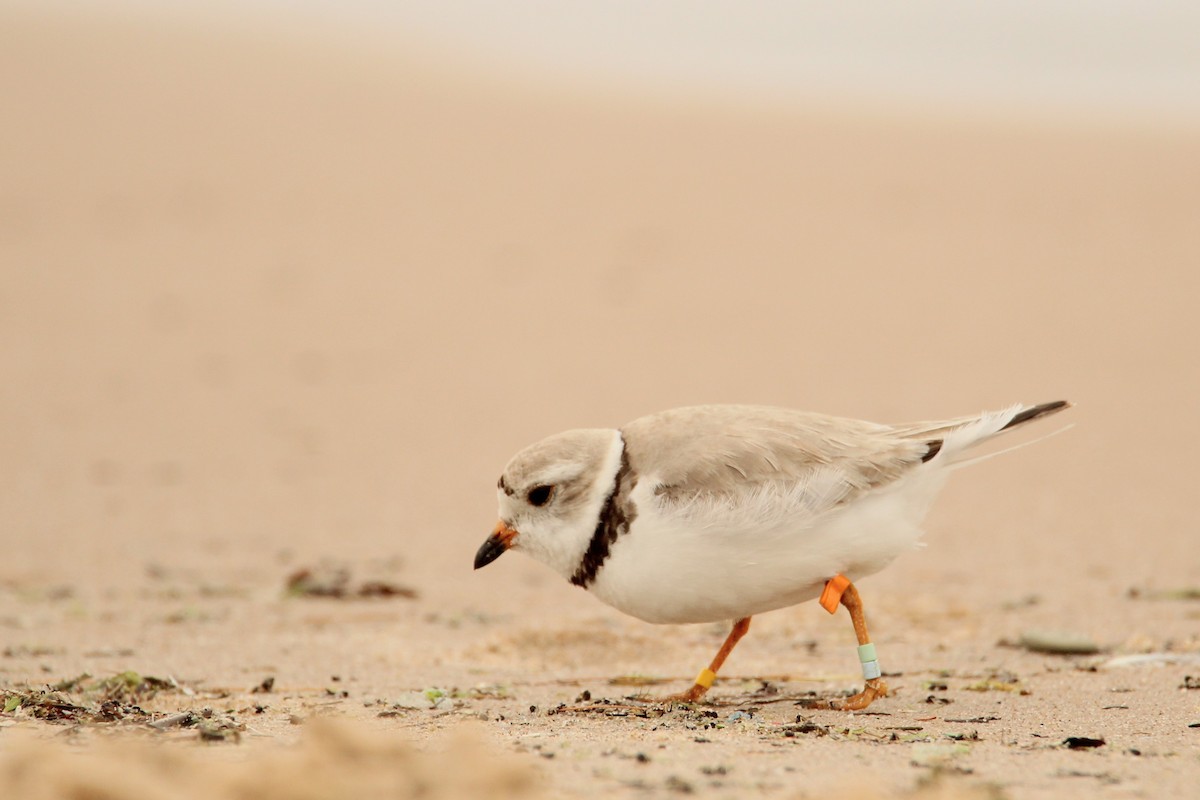 Piping Plover - ML621219423