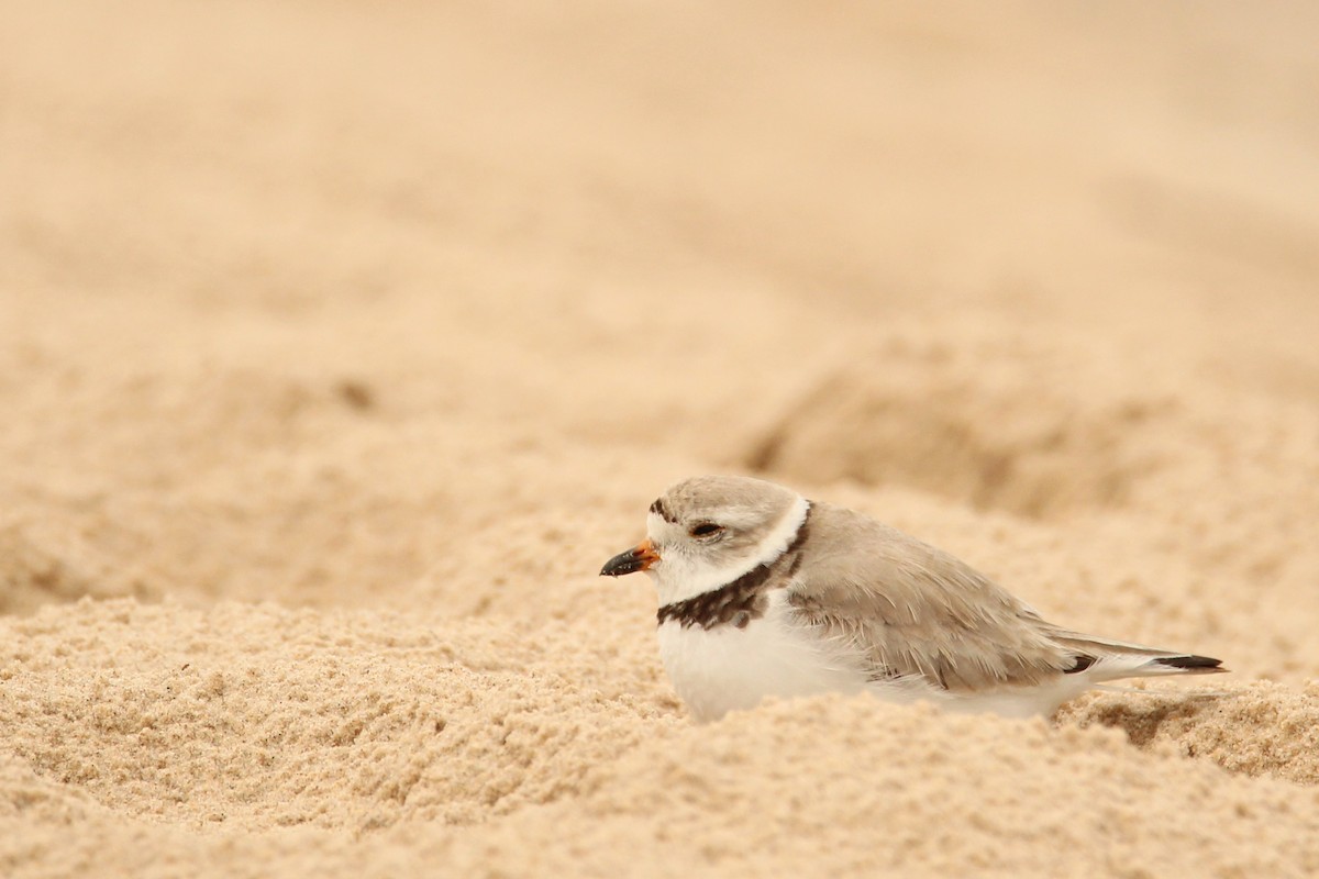 Piping Plover - ML621219424