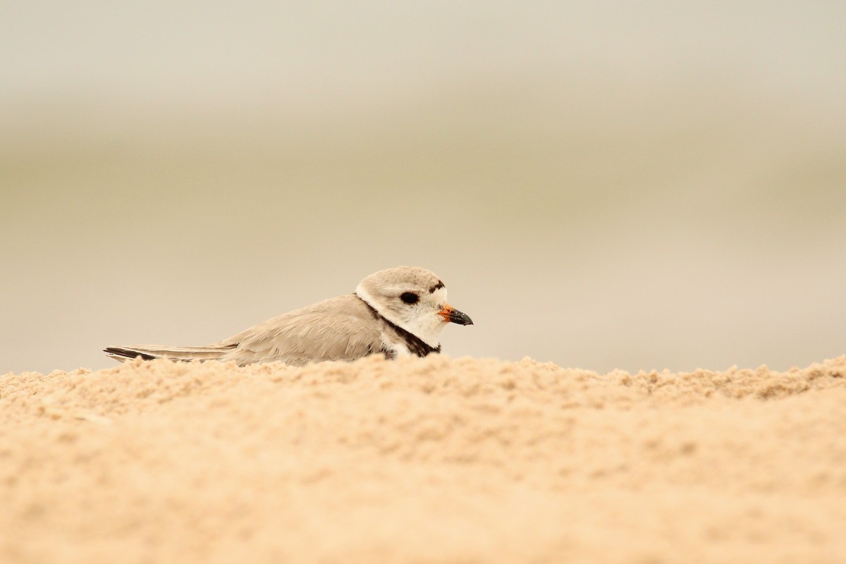 Piping Plover - ML621219425
