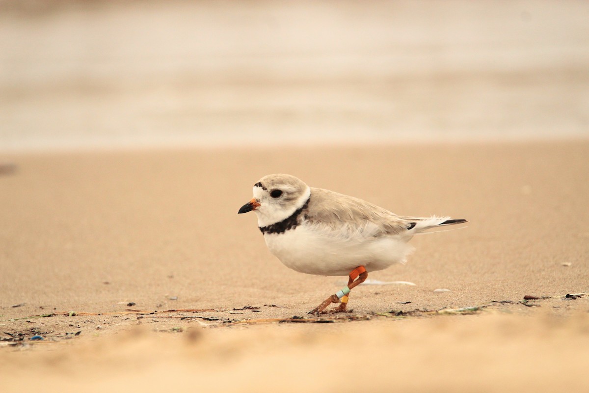 Piping Plover - ML621219428
