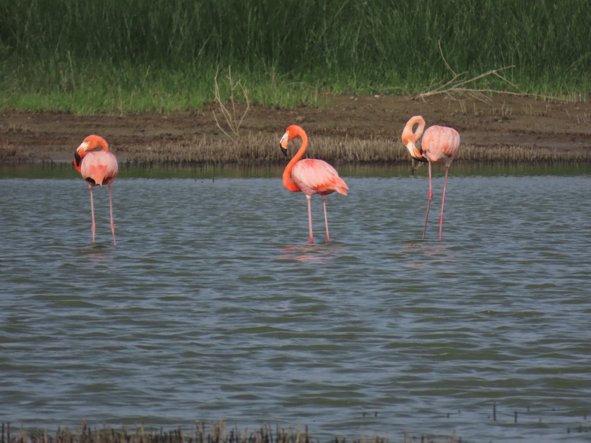 Amerika Flamingosu - ML621219434