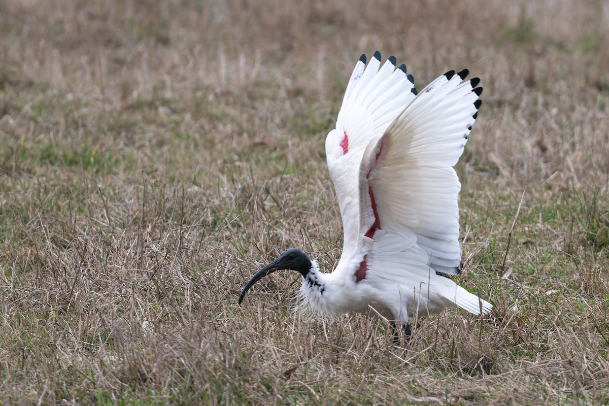 ibis australský - ML621219437