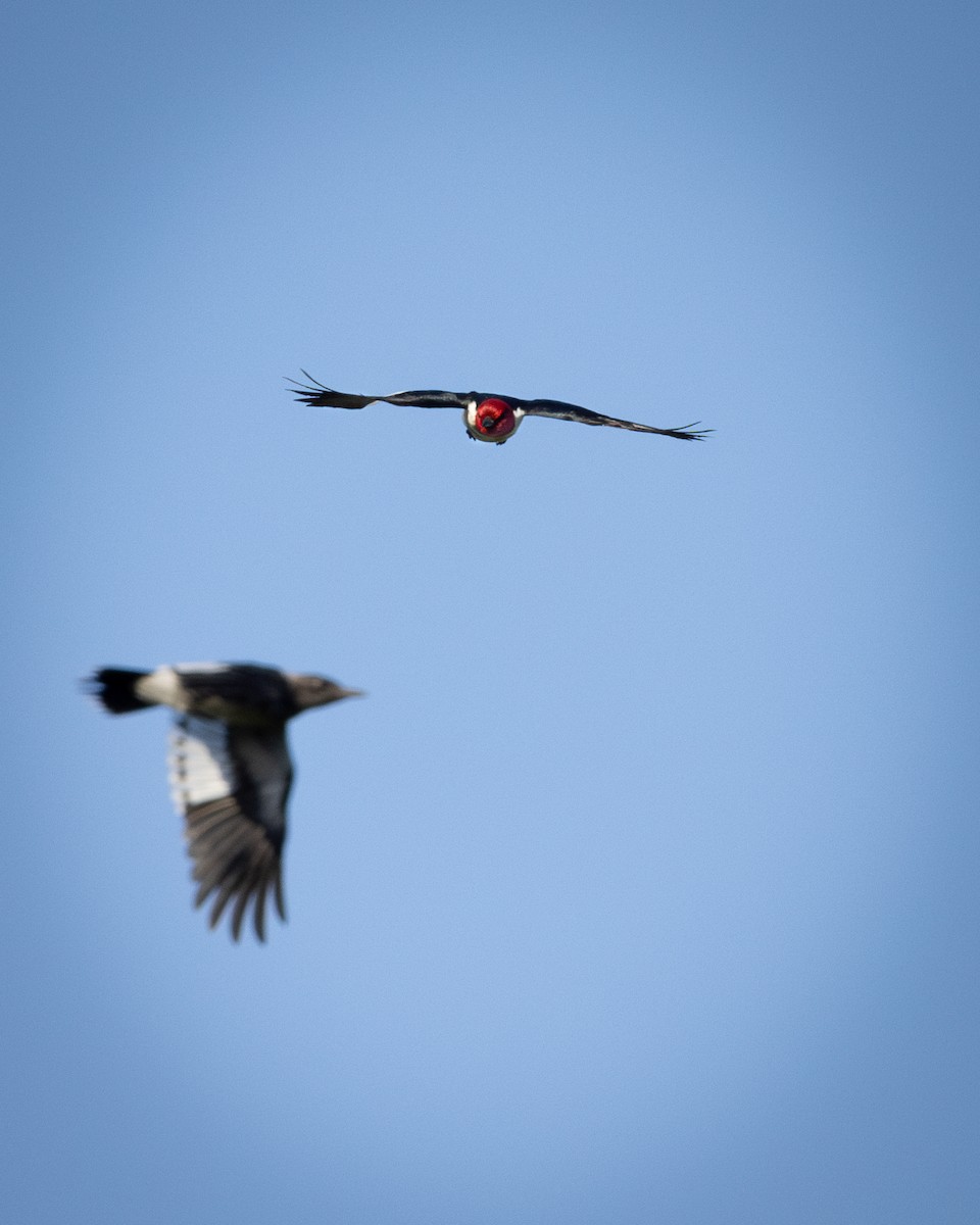Red-headed Woodpecker - ML621219494