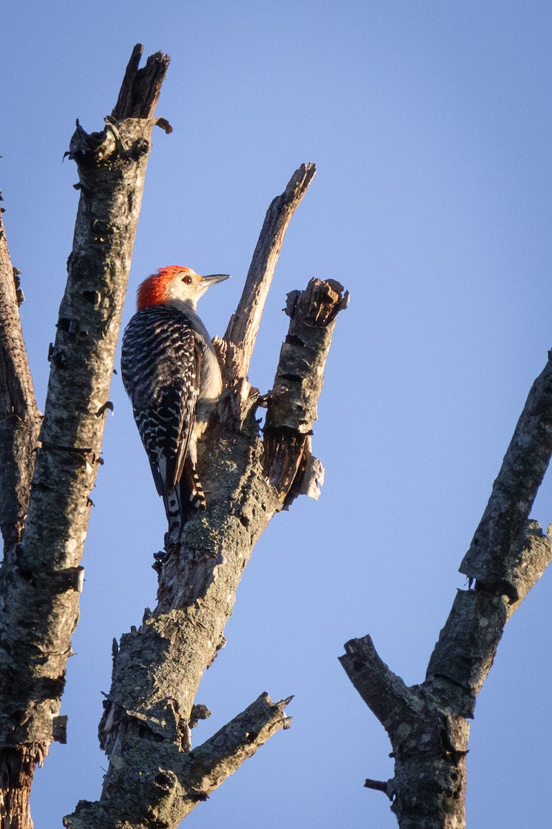 Red-bellied Woodpecker - ML621219502
