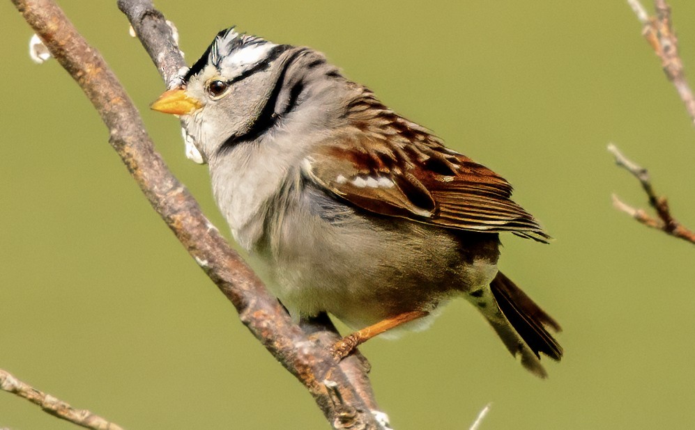 White-crowned Sparrow - ML621219510