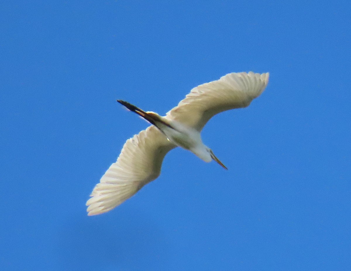 Great Egret - Heidi Eaton