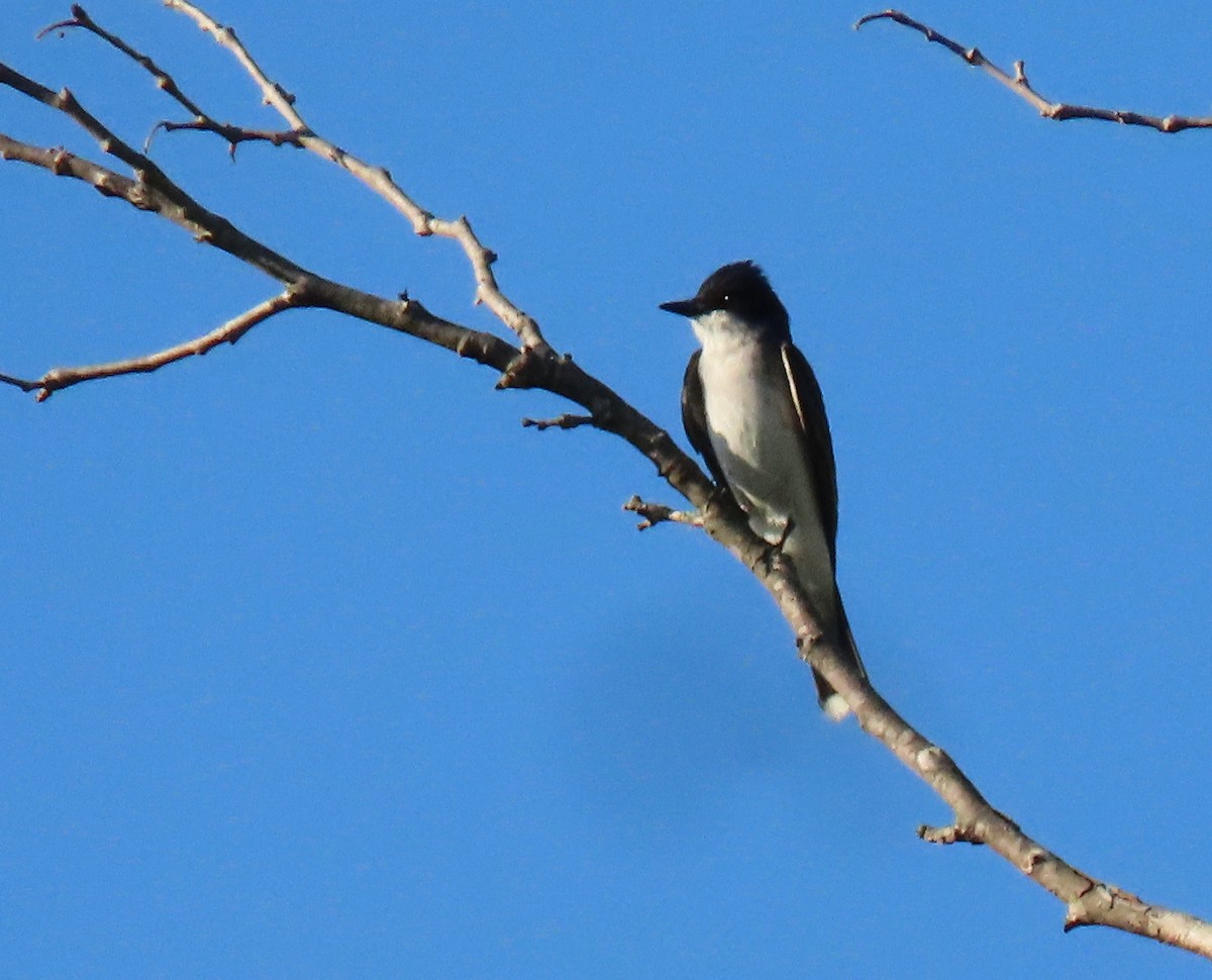 Eastern Kingbird - ML621219518