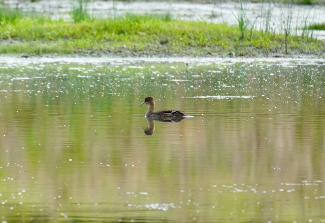Hooded Merganser - ML621219535