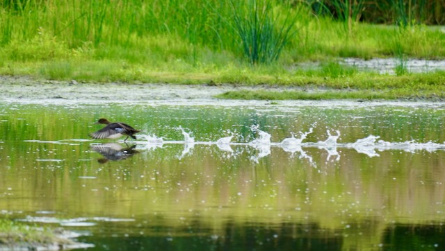 Hooded Merganser - ML621219536