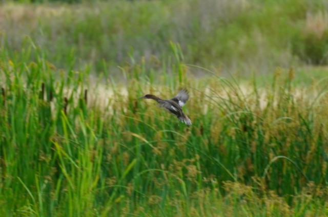 Hooded Merganser - ML621219537