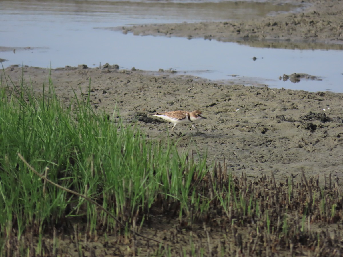 Collared Plover - ML621219589