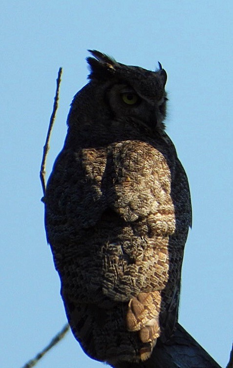 Great Horned Owl - ML621219596