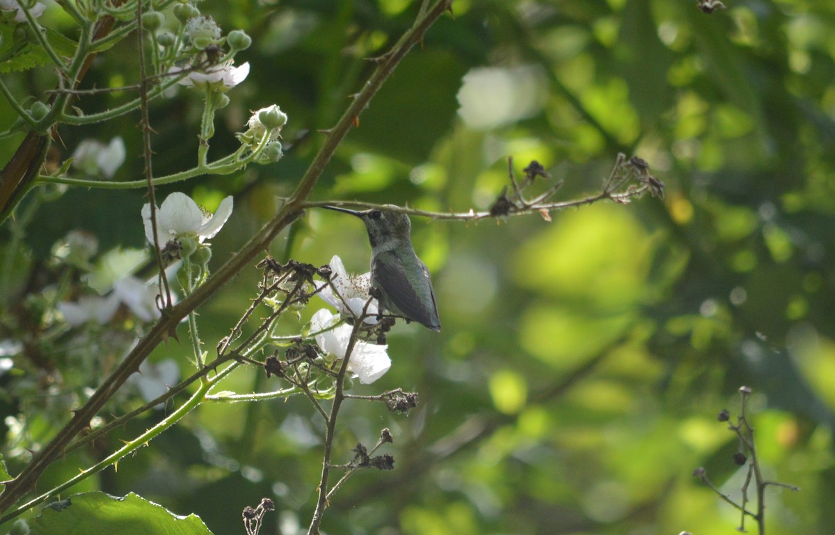 Anna's Hummingbird - ML621219602
