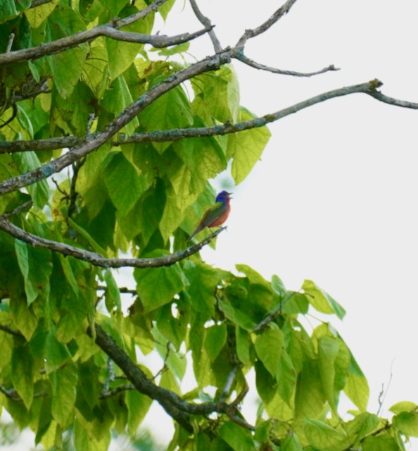 Painted Bunting - ML621219669