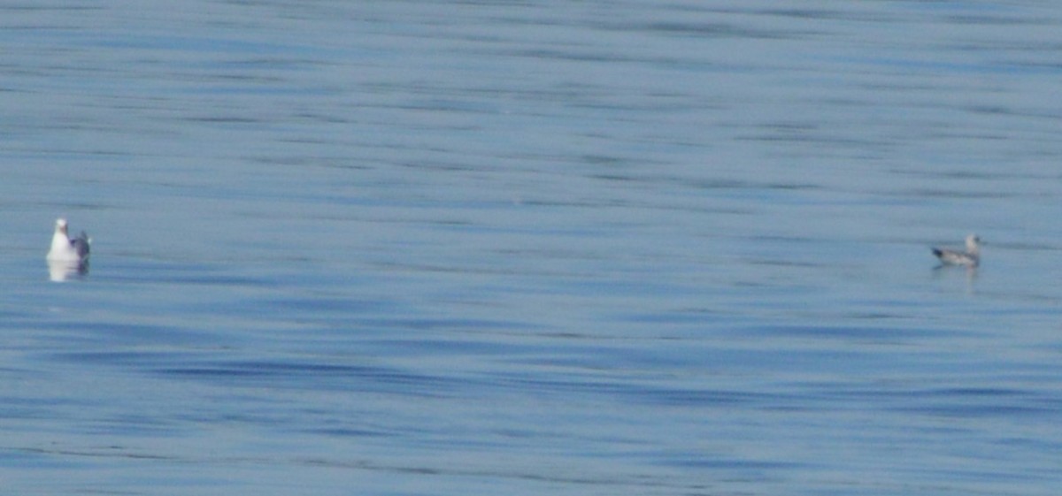 Short-billed Gull - ML621219670