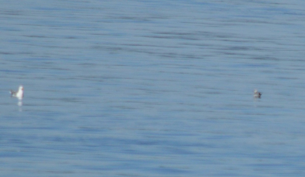 Short-billed Gull - ML621219671