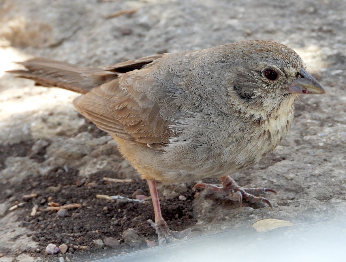 Canyon Towhee - ML621219675