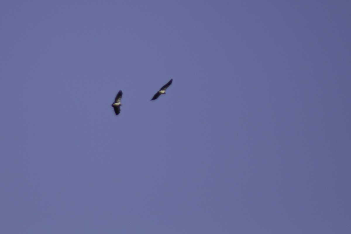 Black-chested Buzzard-Eagle - ML621219679